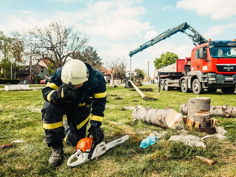 Tree removal in Columbia area, SC