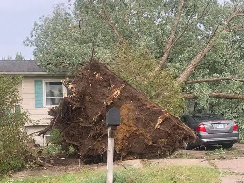 Tree removal job near Blythewood, SC