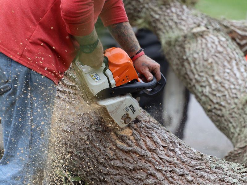 Tree removal job in the Earlewood neighborhood of Columbia